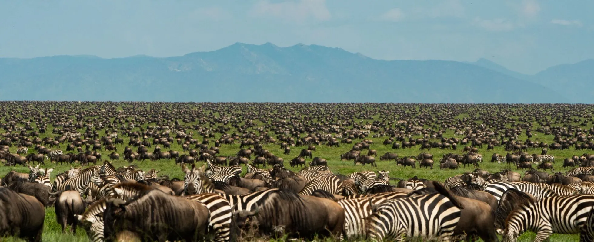 Top Lodges and Camps for Serengeti Wildebeest Migration Safari